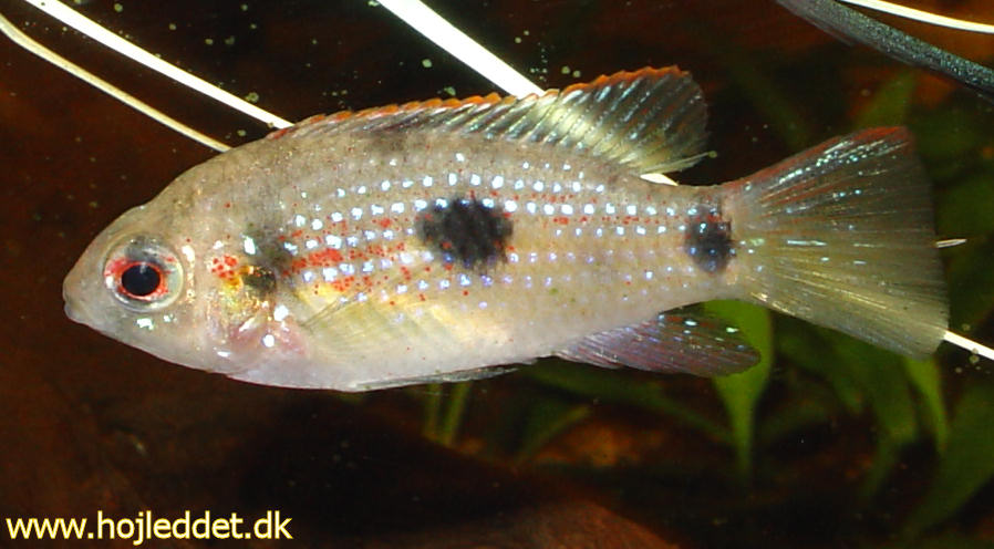 African butterfly cichlid