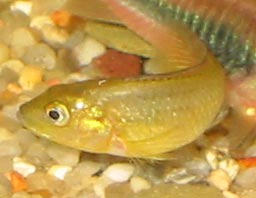 Pseudocrenilabrus nicholsi