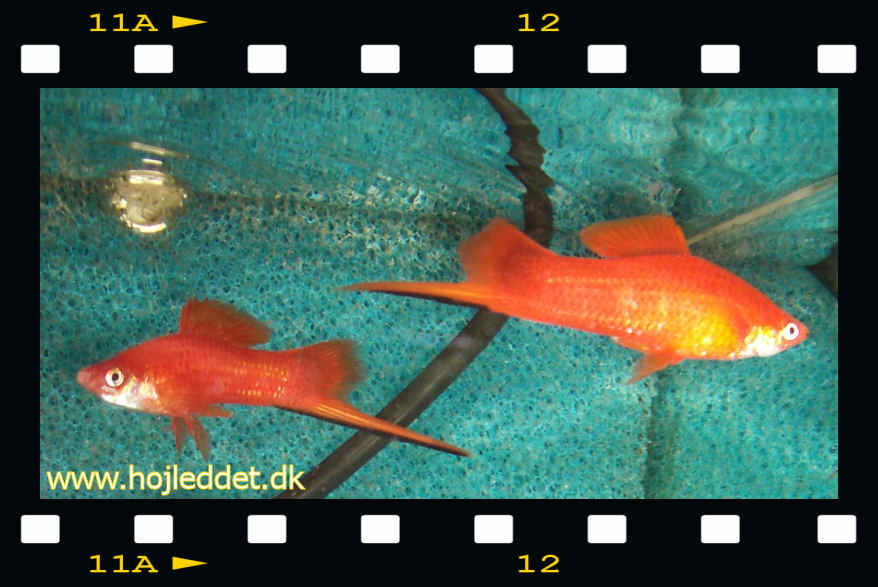 Swordtail