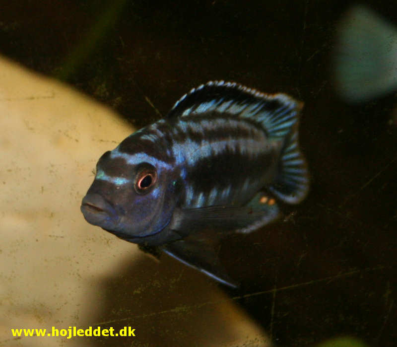 Melanochromis johannii
