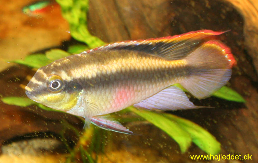 Pelvicachromis pulcher (Kribensis)