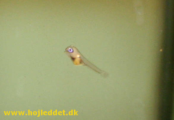 8-day-old Red back angelfish fry - it has just become free-swimming.