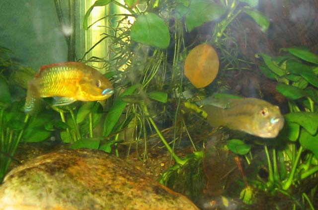 Pseudocrenilabrus philander philander