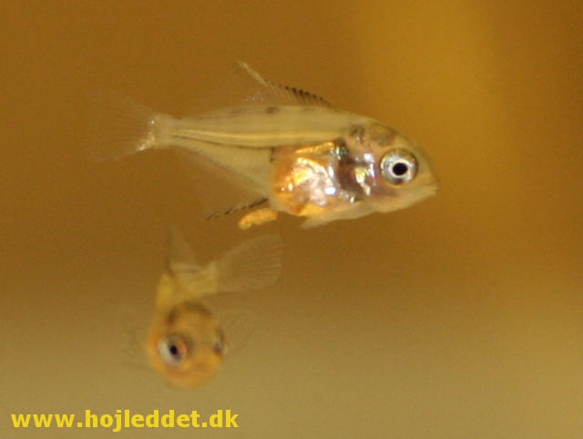 31-day-old Red back angelfish fry - The angelfish shape is not that distinct yet.