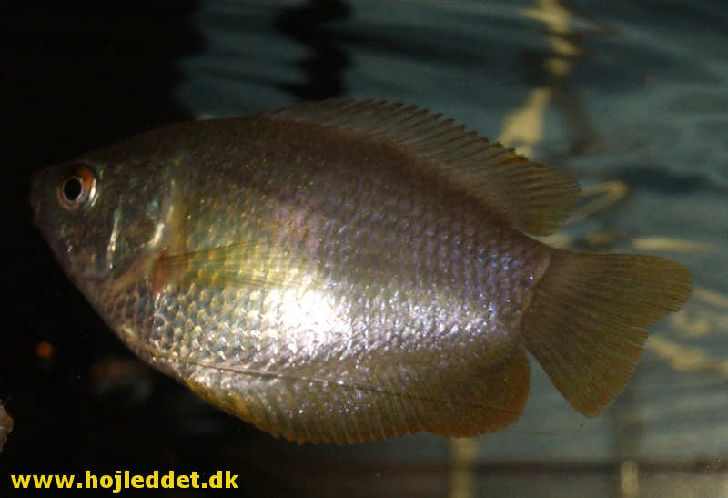 Trichogaster lalia (Dwarf Gourami)