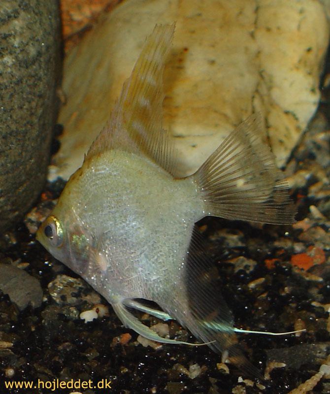 The built-in flash often gives shadows in the photos