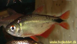 An adult Buenos Aires tetra showing its distinct red fins.