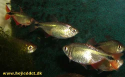 A school of Buenos Aires tetras speeding through the aquarium.