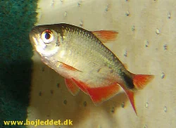 I assume this is a Buenos Aires tetra male