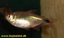 Under the same assumption, this should the a female Buenos Aires tetra