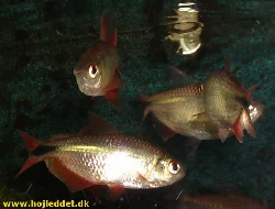 Another picture of a small school of Buenos Aires tetra