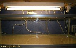 This is the first tank ever I didn't test for leaks before setting it up. In the picture, you can see the tank getting filled.
