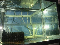 I had pretty much only just filled the aquarium before it was to be used for hatching eggs. Here the small angelfish are seen a few days after they became free-swimming.
