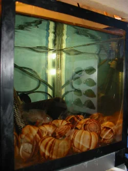 I have, for example, kept my multifasciatus here when they were to be sold.
