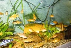 Used for rearing - showing *Chindongo saulosi* and *Neolamprologus brichardi*.