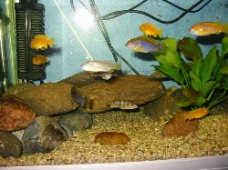 Rock arrangement in one half of the aquarium.