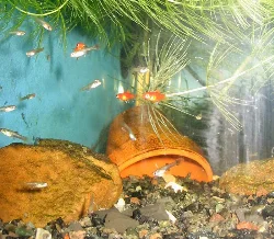 If too many guppies are kept together, few fry reach maturity, but with adequate space, there are always survivors.