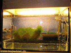 The second of my medium-sized breeding aquariums with a pair of Congo tetras.
