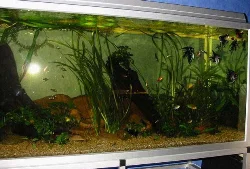 The aquarium is set up as a community aquarium with rocks, driftwood, and plants.
