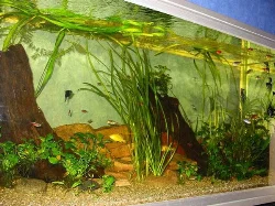 Here you can see, among others, Black Molly, a single Golden, Red Neon, and others.
