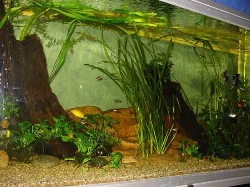 Regarding plants, there are Anubias, Vallisneria, and others.
