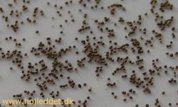 Close-up of the eggs - they are tiny.