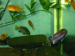 Echinodorus bleheri with a stem of runners. Eventually, each of these becomes individual plants.