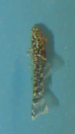 Dette var en af mine første overlevende sugemalleunger.
