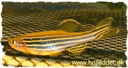 A female Zebrafish. Below, the breeding grate is visible, preventing parents from eating the eggs.