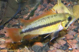An *A. cacatuoides* photographed at the breeder where I bought them.
