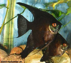 At one point, I had set aside a number of black angelfish, and this pair formed, though they didn't manage to spawn.
