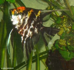 This is the male of the adult angelfish that I have had fry from.
