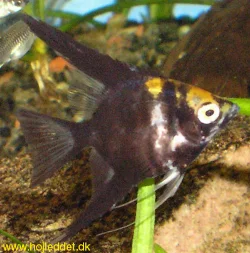Here is a semi-adult angelfish juvenile from one of my first broods.
