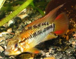 Another image of the A. viejita male.
