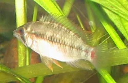 The A. viejita female does not have very spectacular colors or appearance
