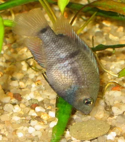 They like to nipple on the catfish tablets, so sometimes there is nothing left for the catfish.
