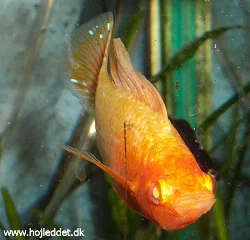 Front view of a male albino Sailfin Molly.