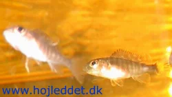 In this picture, the fry is about 1 month old.
