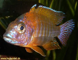 Det seneste billede af min han, taget med et Pentax S5i.
