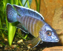 Aulonocara stuartgranti chitimba