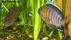 I haven't caught the actual spawning, but the circular dance looks like all the other Malawians.
