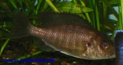 Here is a picture of the Maulana female
