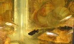 My first picture of my Champsochromis fry taken on December 14th 2003. My camera is not really good to the smallest fish.
