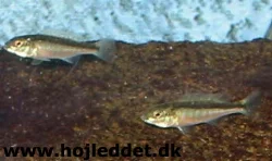 From December 30th 2003.
