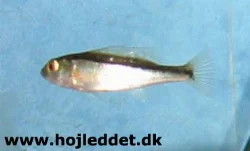 From January 11th 2004.
