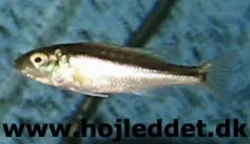 From January 11th 2004.
