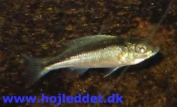 Also from December 30th 2003.
