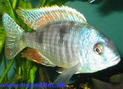 *Trematocranus placodon*.