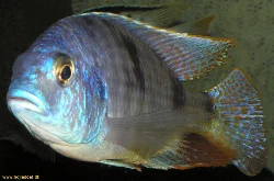 My placodon male before being sold - photographed with Olympus C-770.