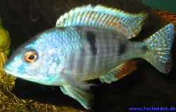 The beautiful colors of the placodon are clearly visible here.